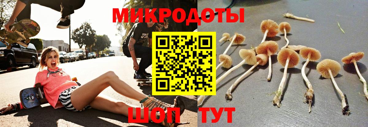 Псилоцибиновые грибы Psilocybe Нефтекумск